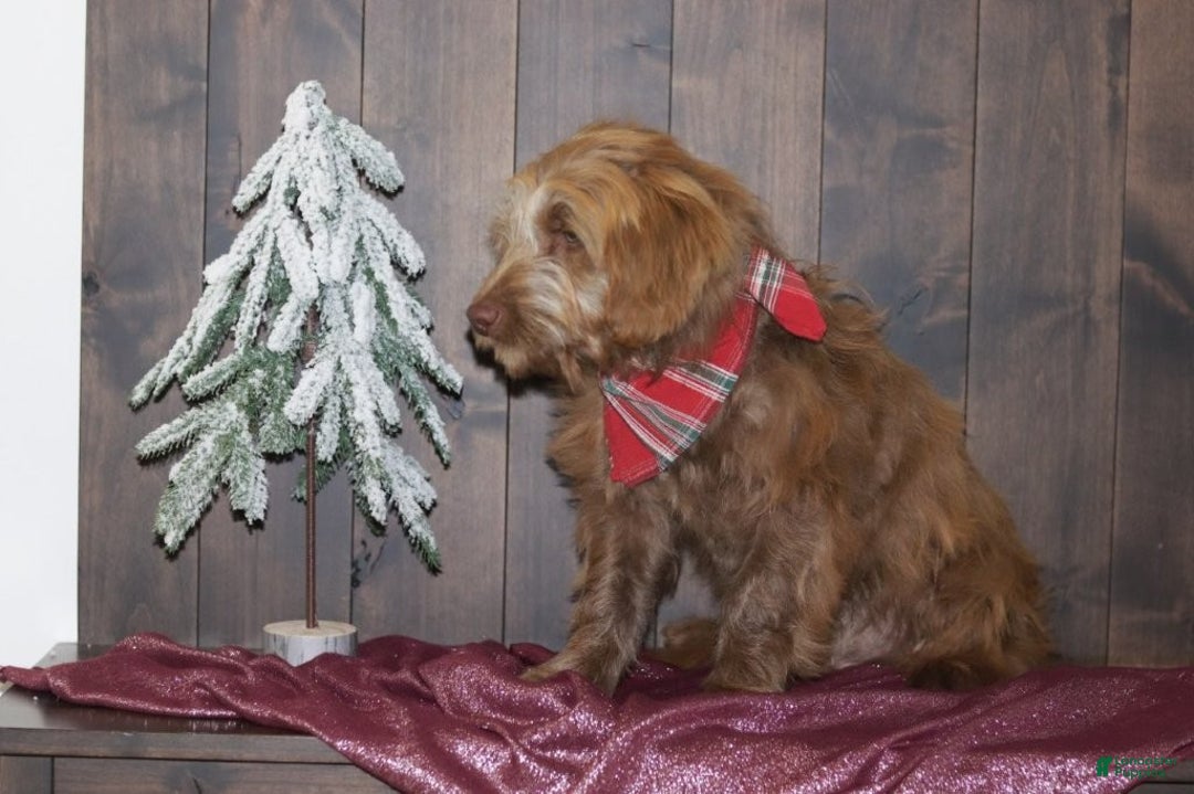 Mini Goldendoodle dogs for sale: Mini Goldendoodle Puppy 1 - Ad 6