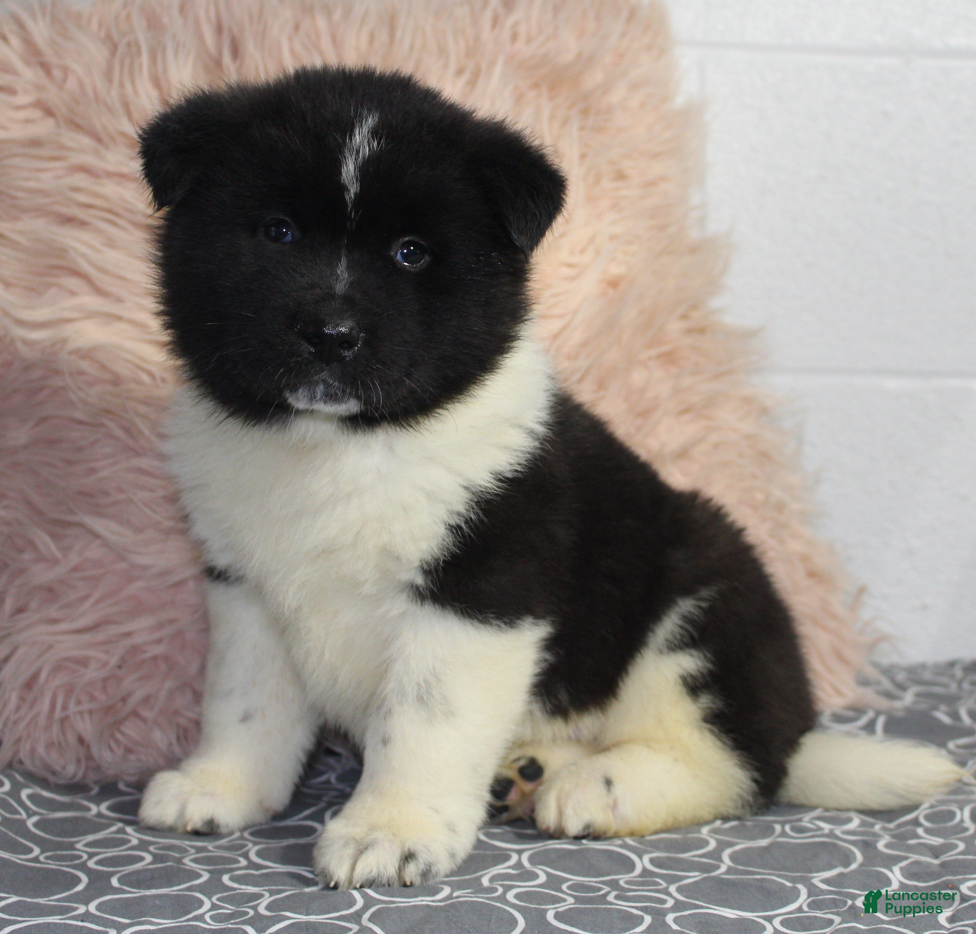 Akita dogs Ranger - Ad 1