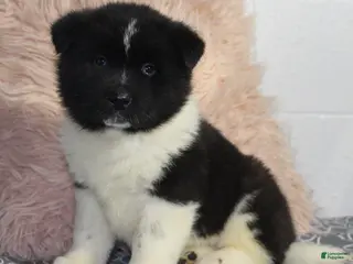 Akita dogs Ranger - Ad 2