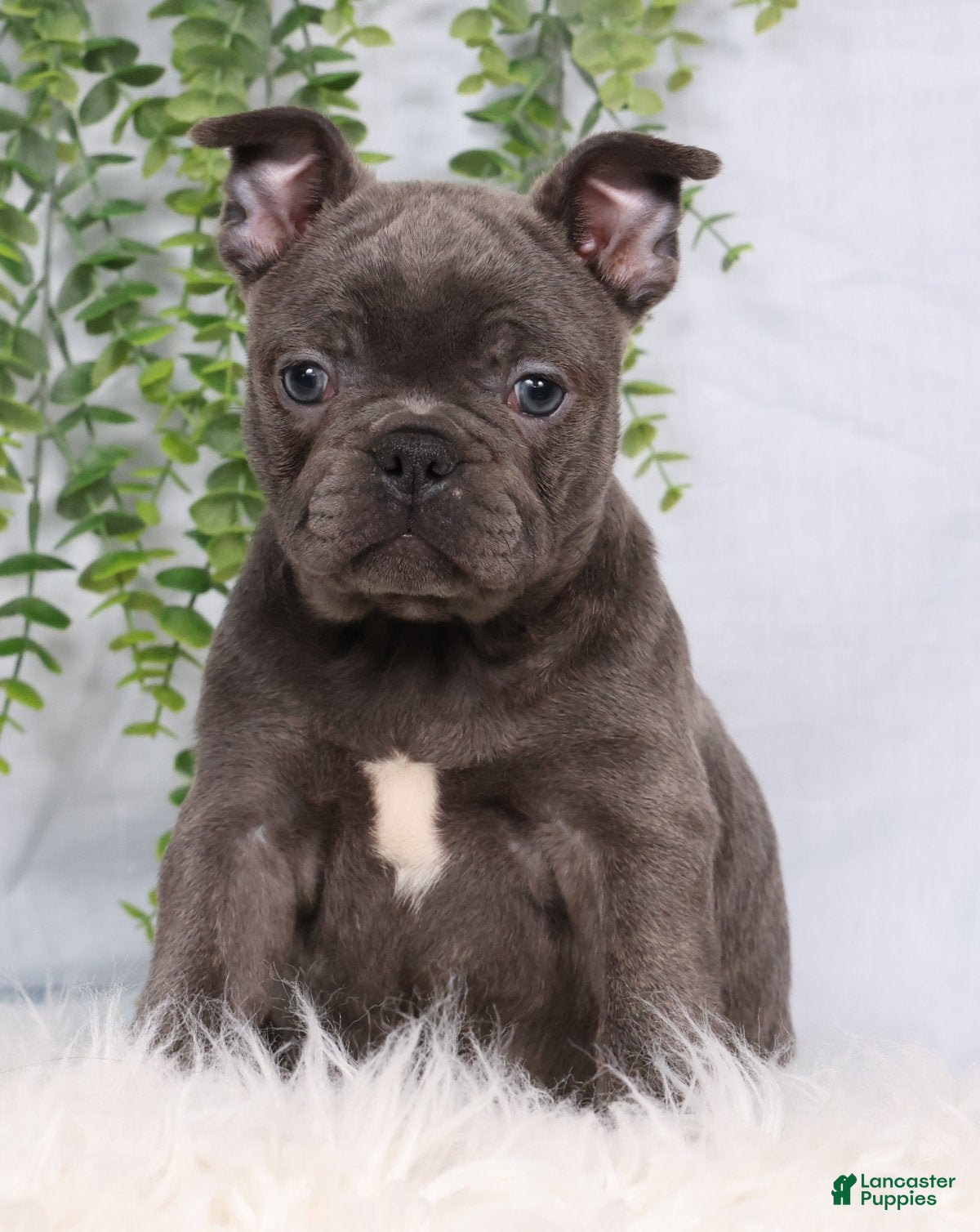 Frenchton dogs Stacy - Ad 2
