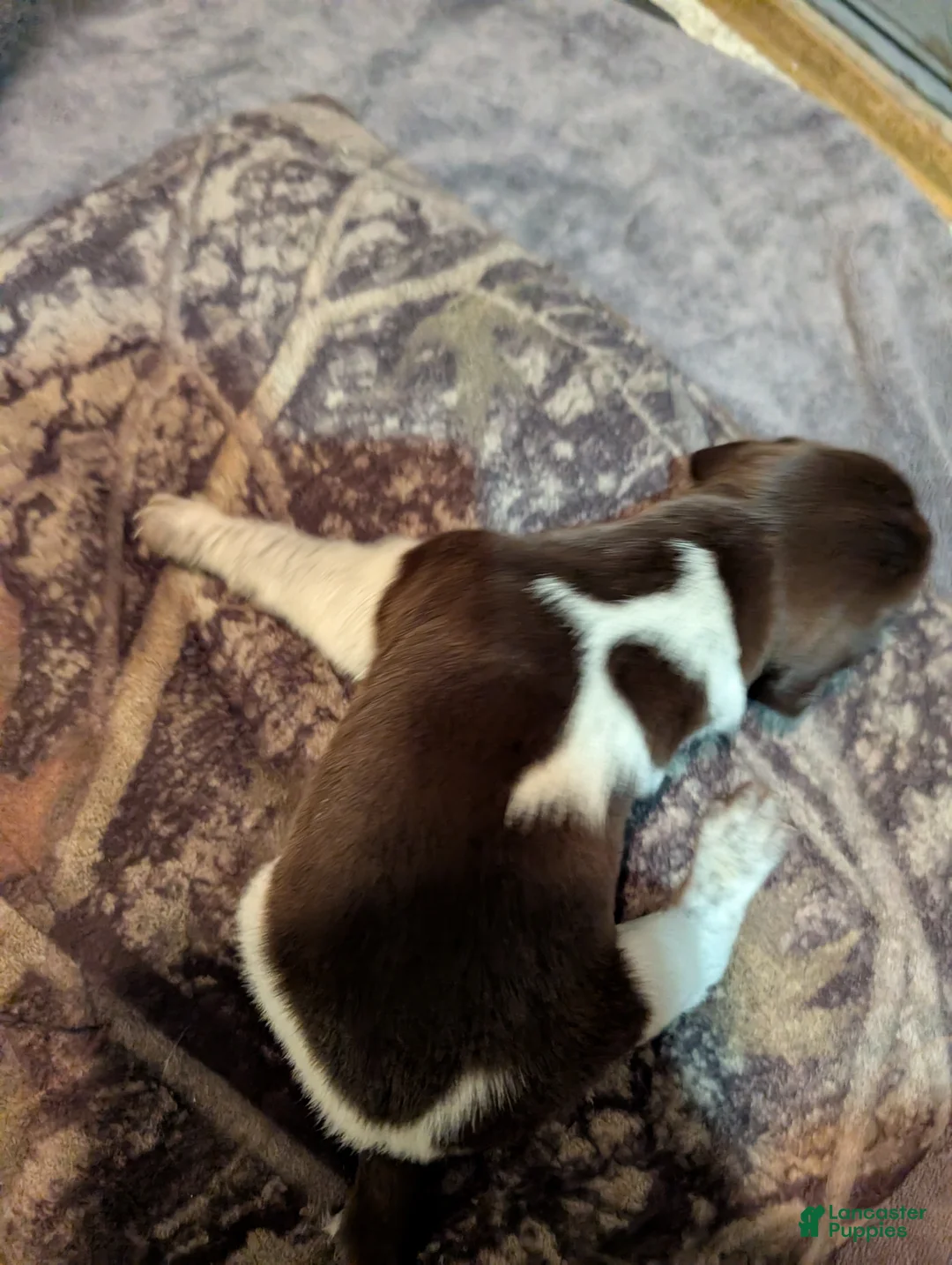 German Wirehaired Pointer dogs for sale: German Wirehaired Pointer Puppy 1 - Ad 1