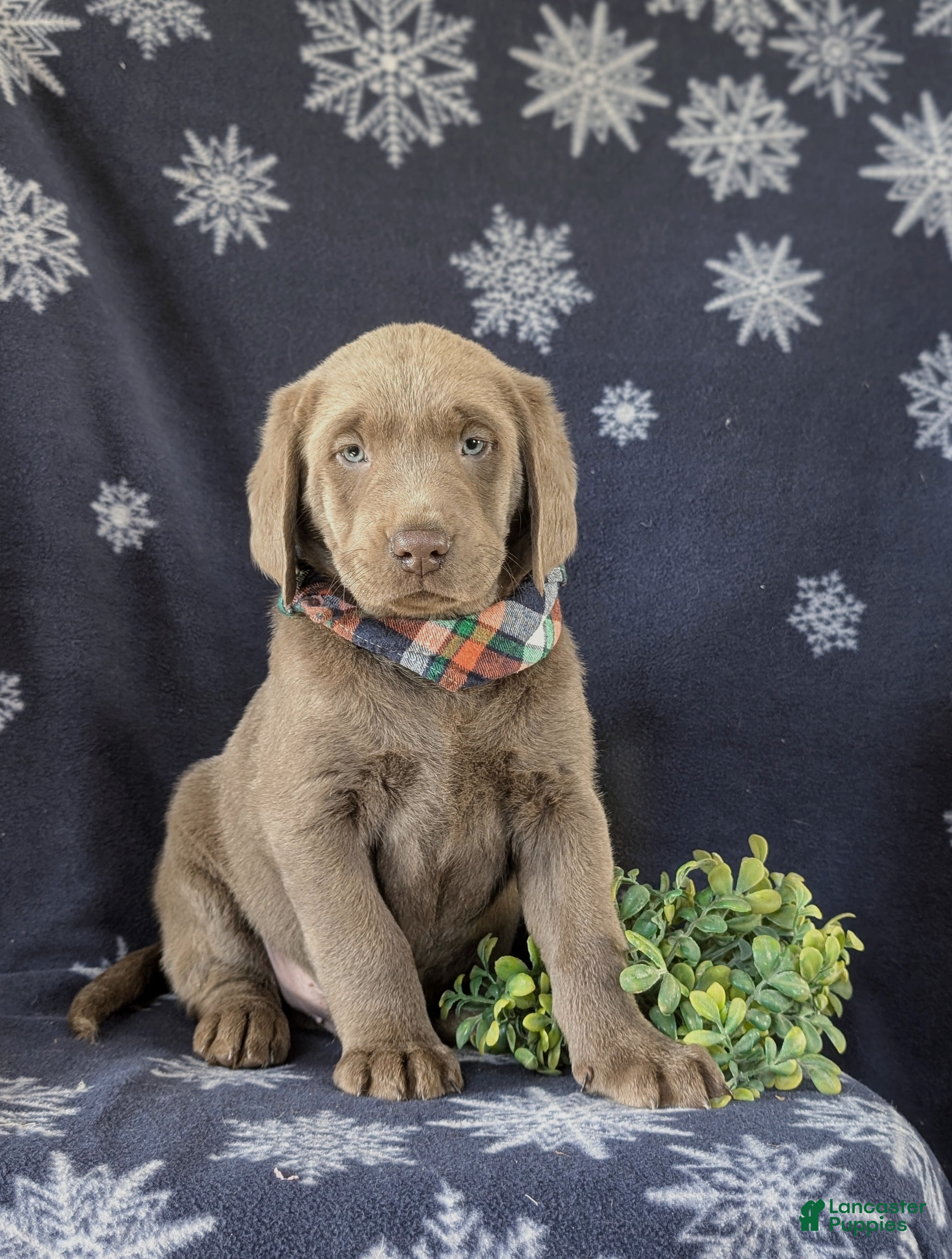 Labrador Retriever dogs Connor AKC Silver Lab - Ad 7