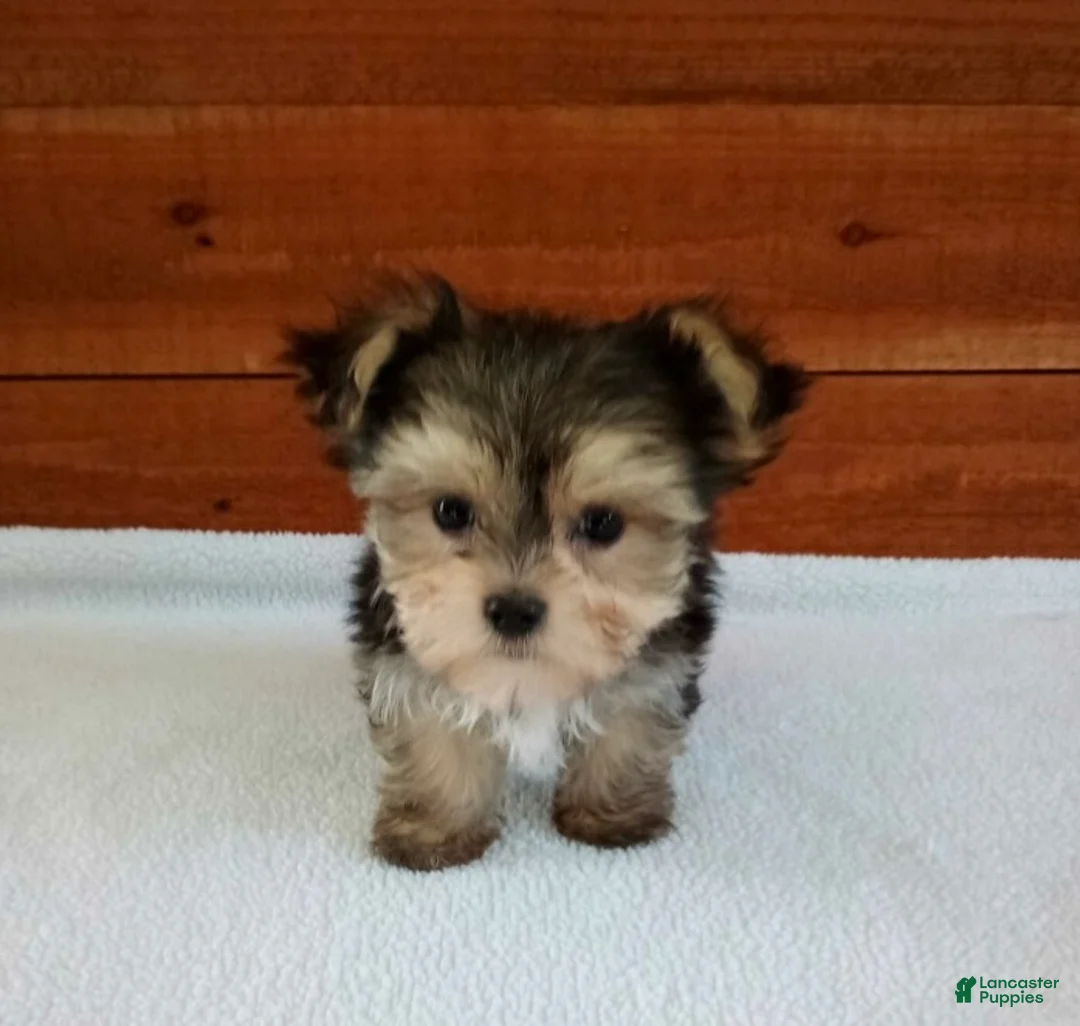 Morkie dogs for sale: Ace - Ad 2