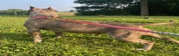 American Bully dogs for sale: Lilath - Ad 5