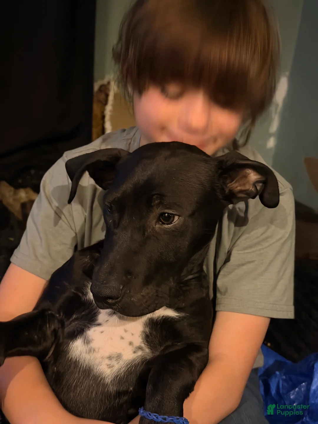 Mixed Breed dogs for sale: Sebastian  - Ad 2
