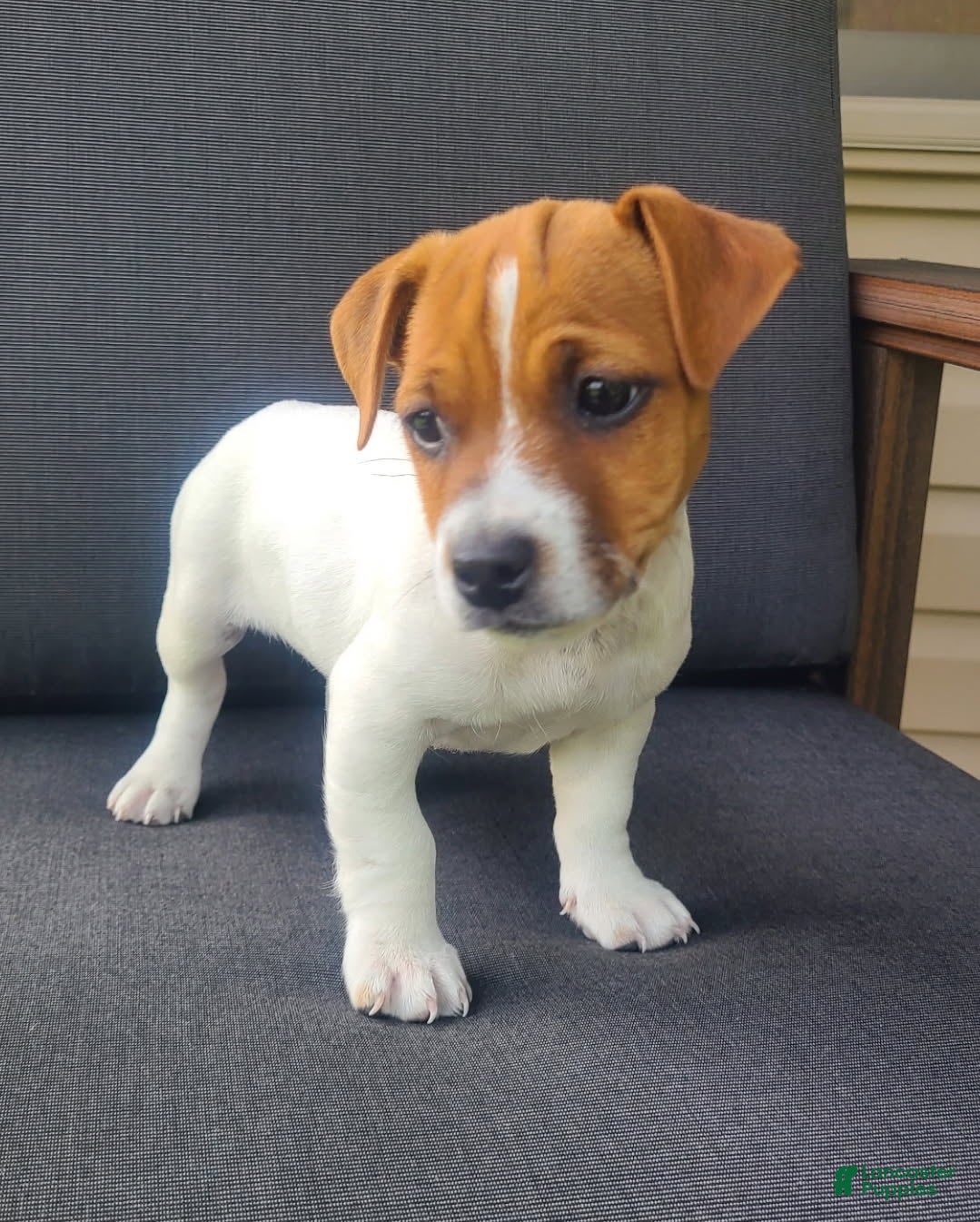 Jack Russell Terrier dogs Bella - Ad 2