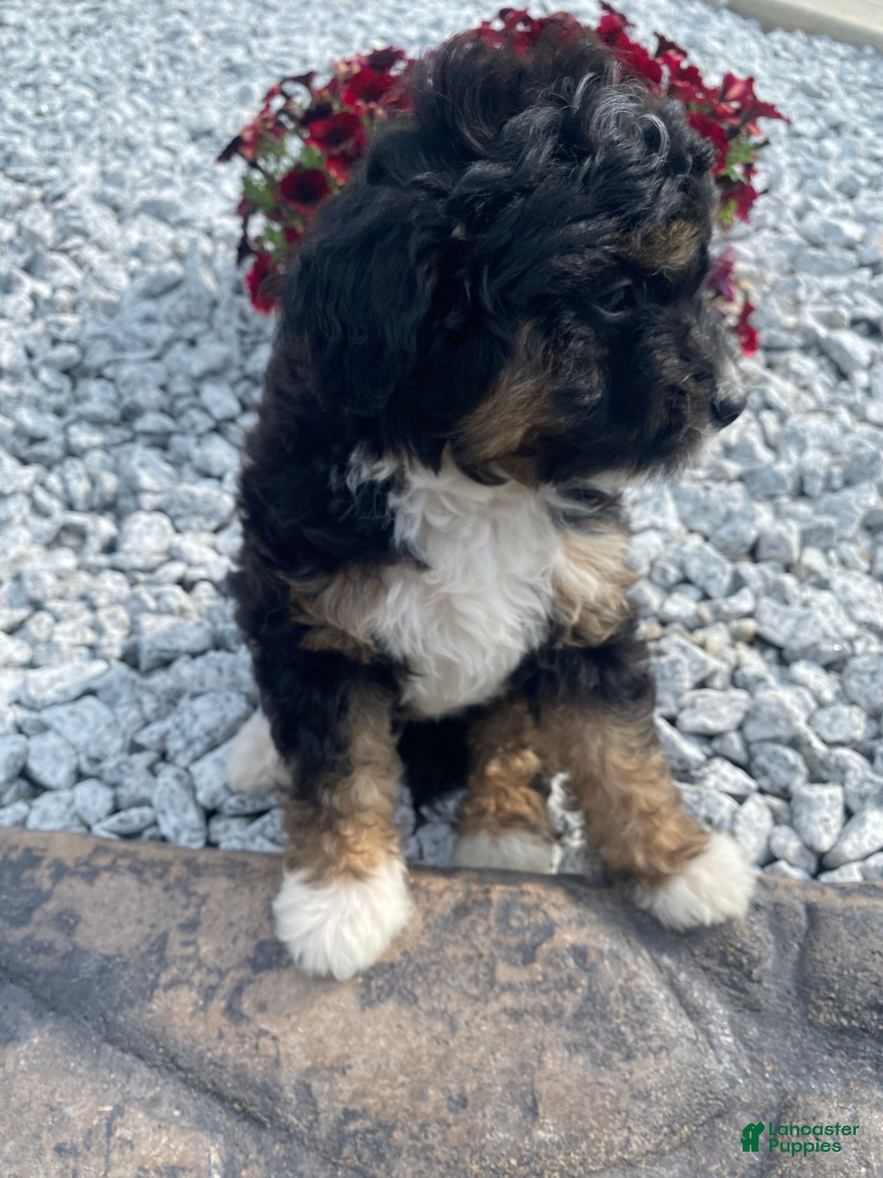 Mini Aussiedoodle dogs Karl - Ad 2