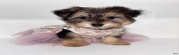 Morkie dogs for sale: Morkie 1 - Ad 5
