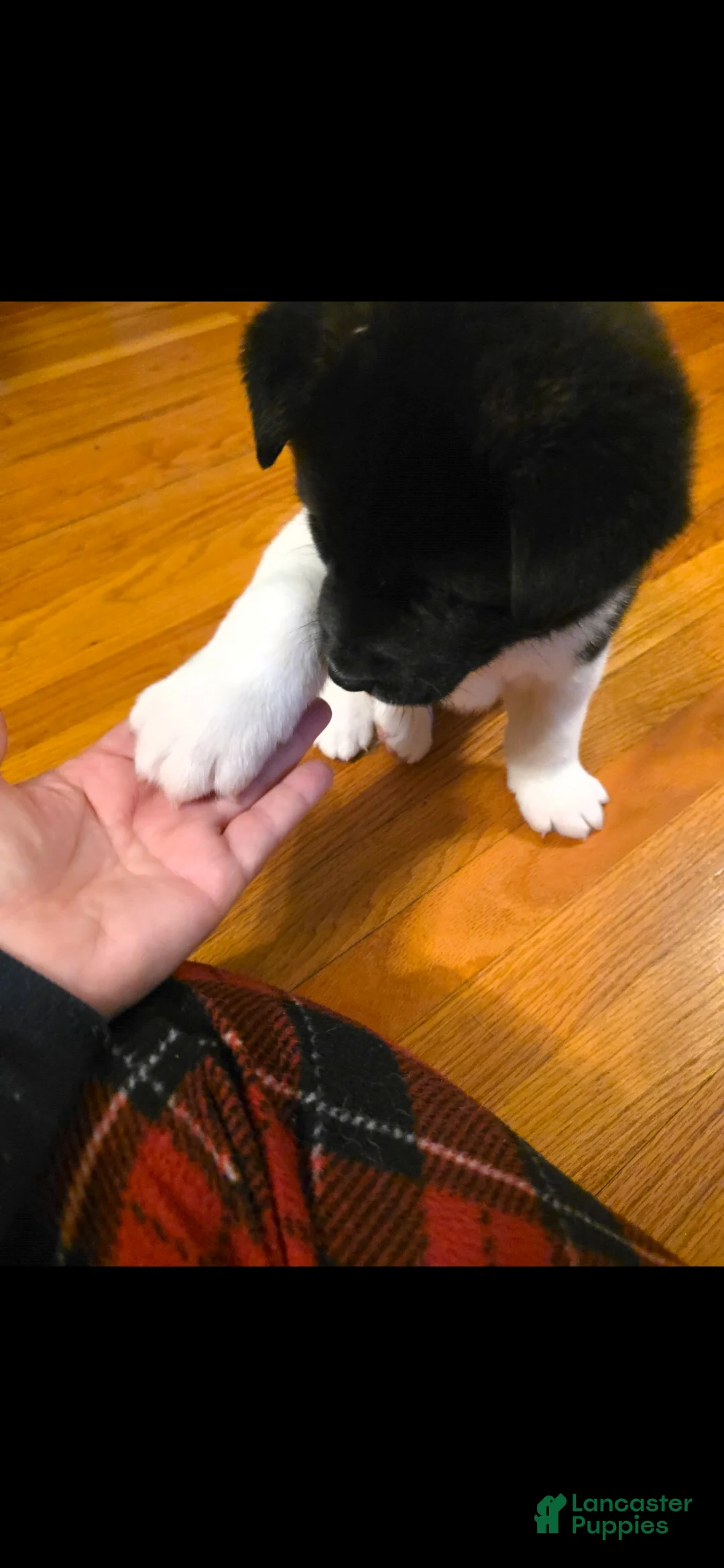 Akita dogs for sale: AKC Zooka - Ad 2