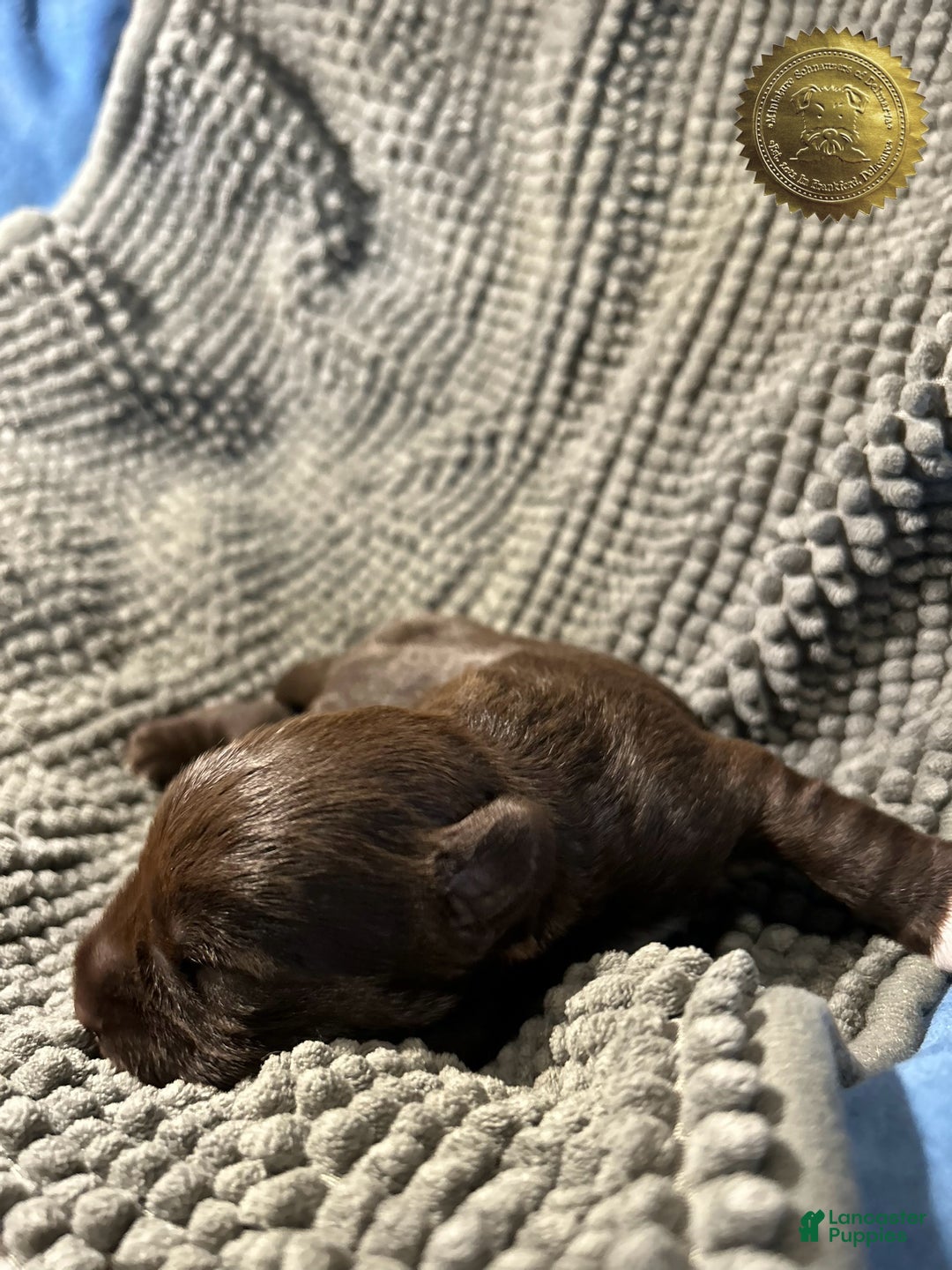 Miniature Schnauzer dogs for sale: Miniature Schnauzer Puppy 1 - Ad 7