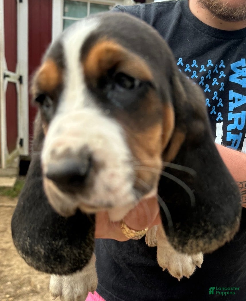 Basset Hound dogs Basset Hound Puppy 3 - Ad 13