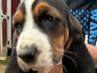Basset Hound dogs Basset Hound Puppy 3 - Ad 13