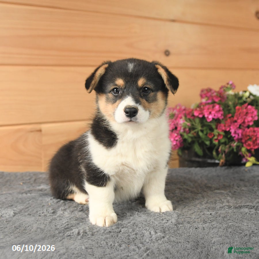 Welsh Corgi Pembroke dogs Ruby - Ad 1