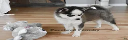 Pomsky dogs for sale: Tinker Micro Pomsky - Ad 6