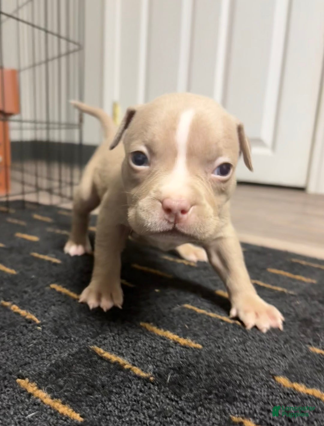 American Bully dogs for sale: Poe - Ad 2