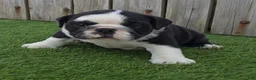 English Bulldog dogs for sale: Lucy - Ad 1