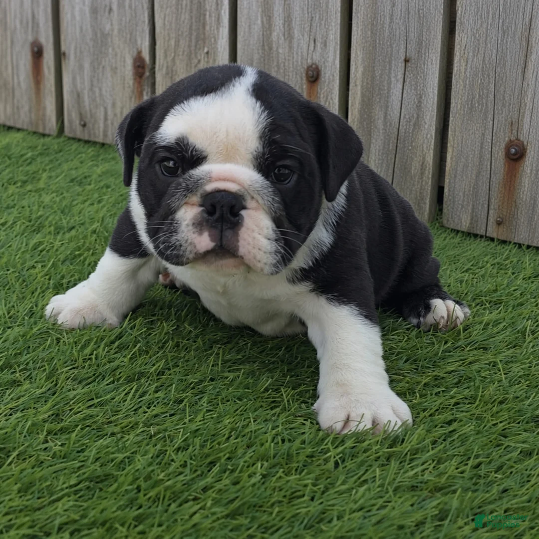 English Bulldog dogs for sale: Lucy - Ad 1