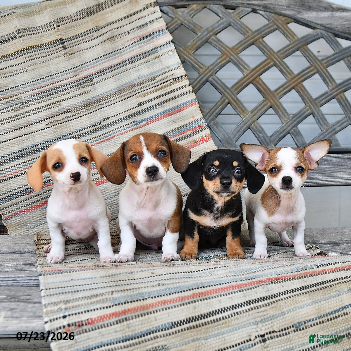 Chiweenie dogs Blessing - Ad 2