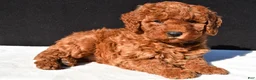 Mini Goldendoodle dogs for sale: Olivia - Ad 4