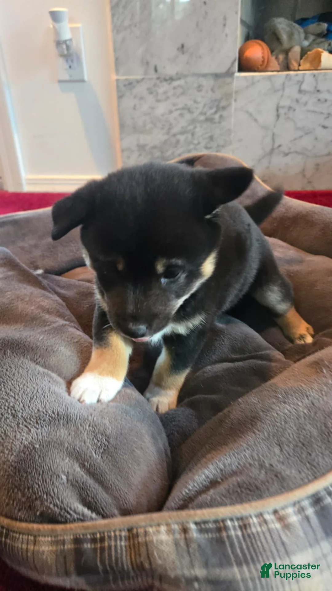 Shiba Inu dogs for sale: Tri-Color/Calico Female - Ad 2