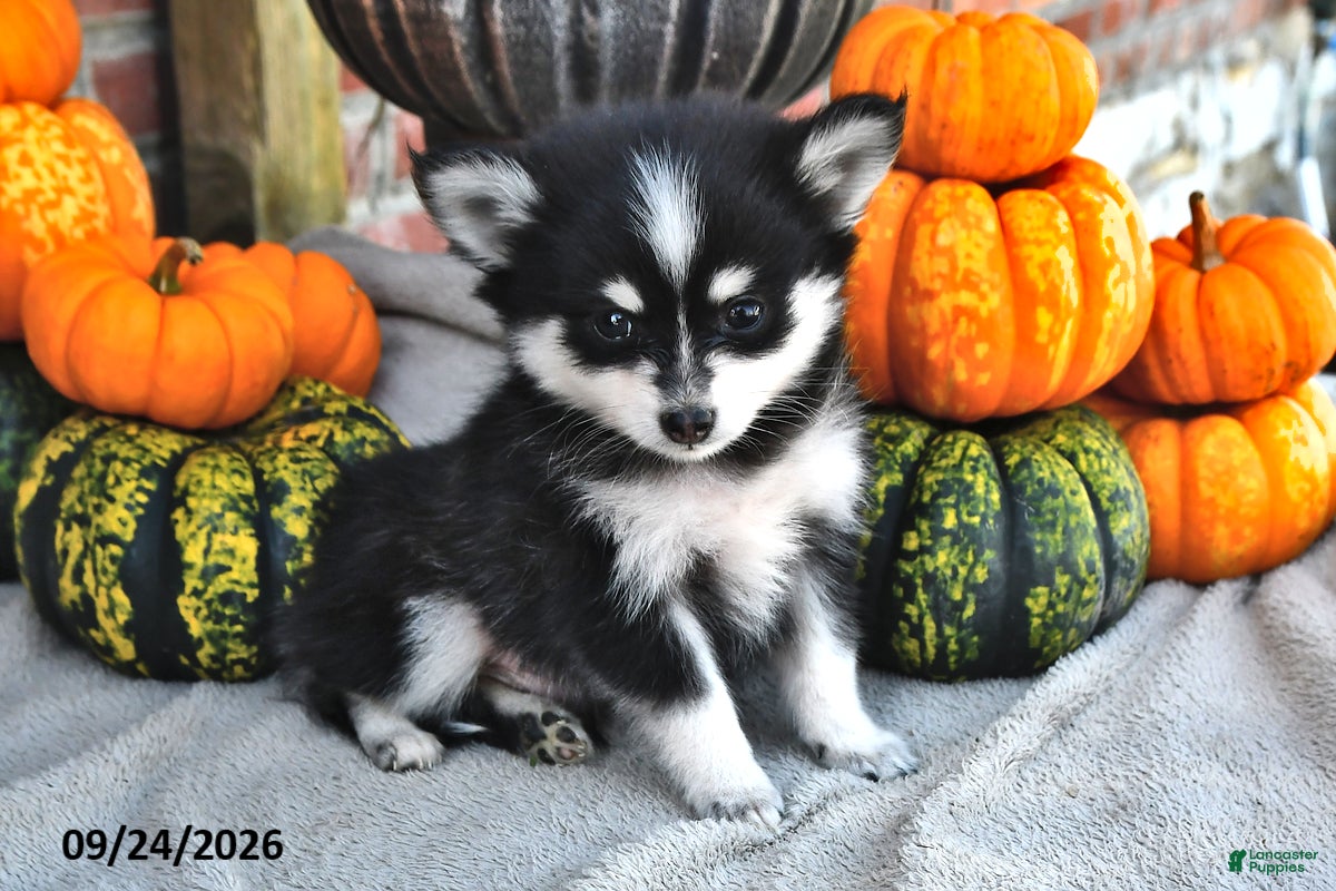 Pomsky dogs Teddy - Ad 1