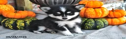 Pomsky dogs for sale: Teddy - Ad 1