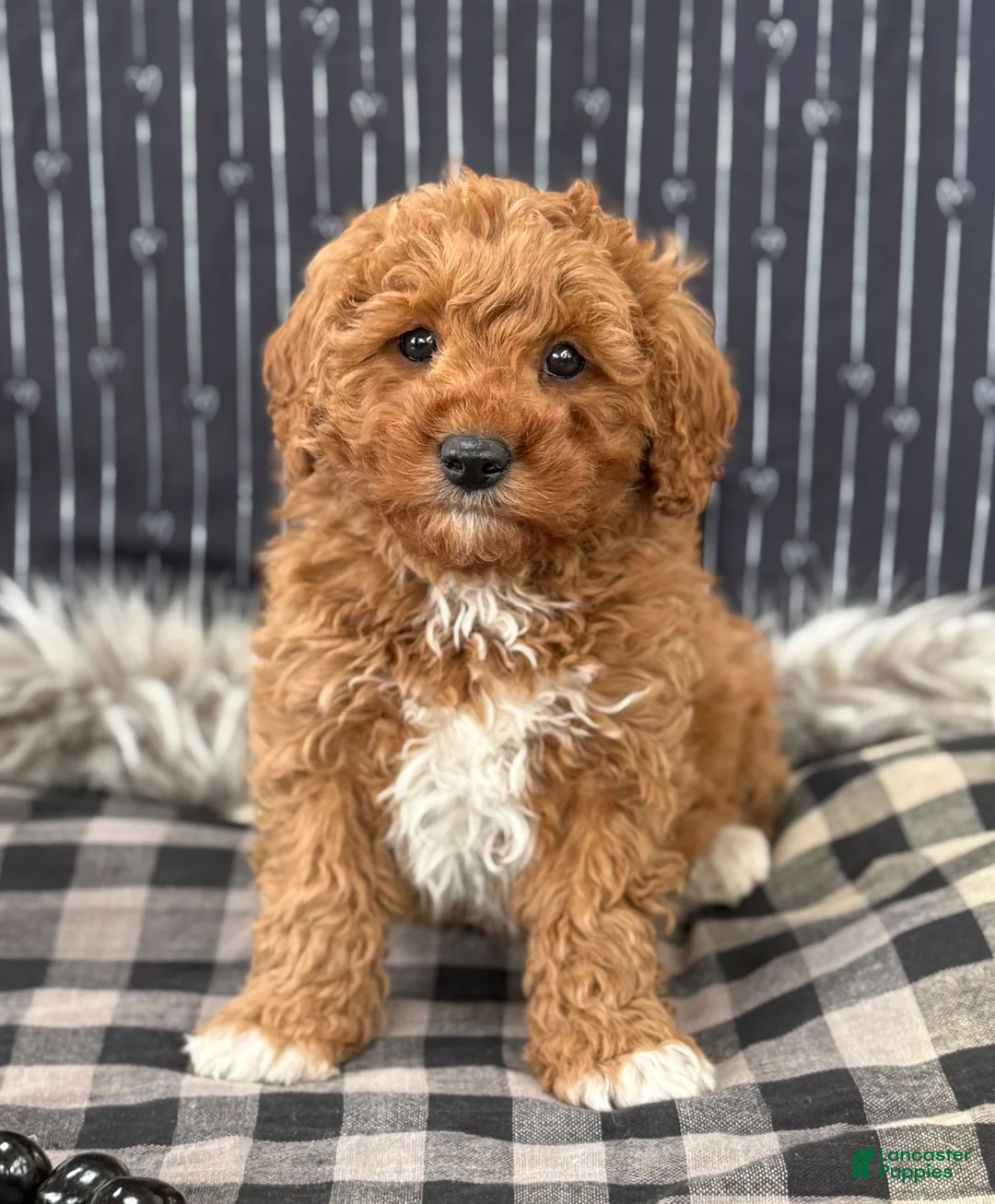 Cavapoo dogs for sale: Donovan - Ad 3