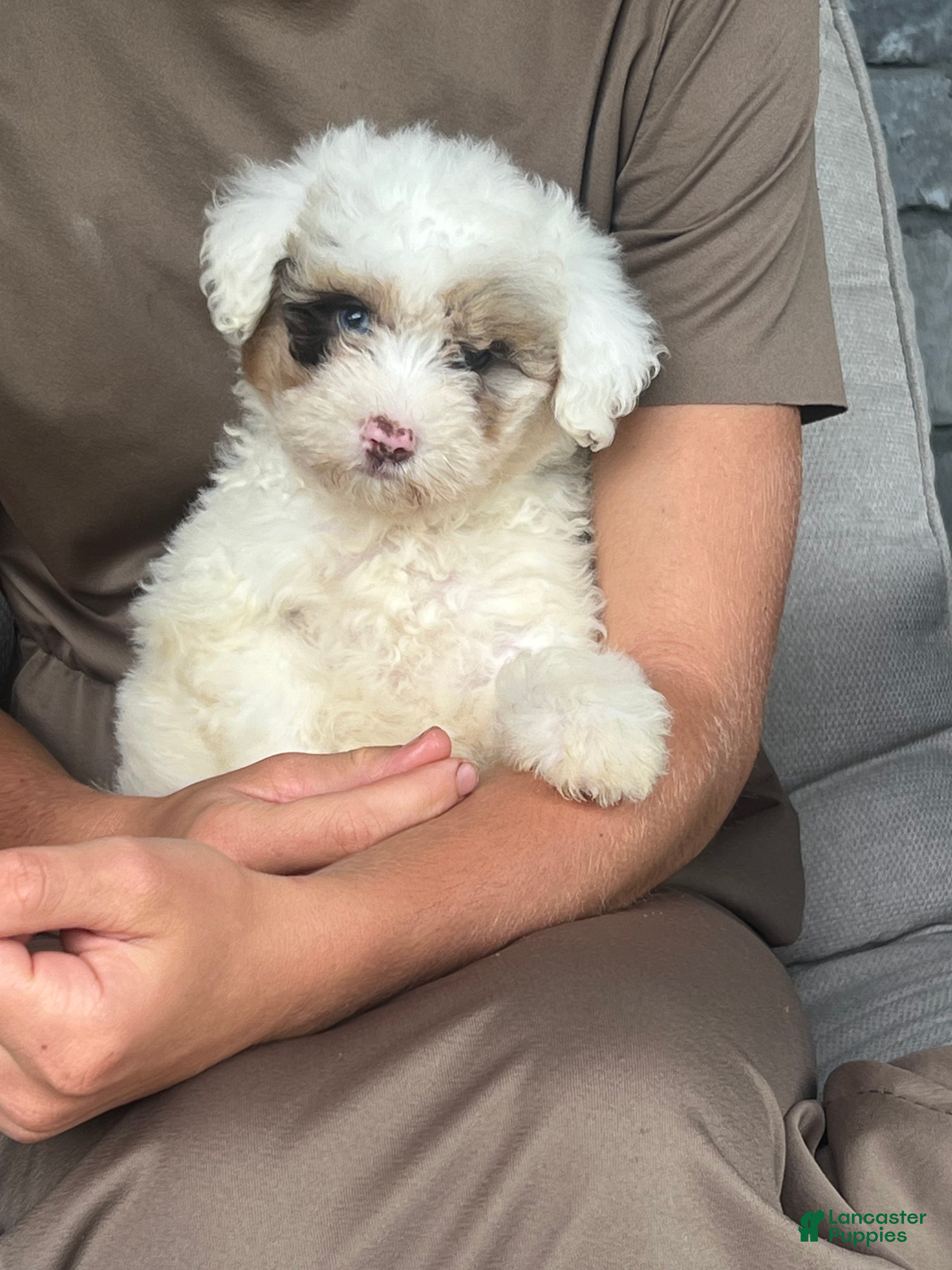 Mini Aussiedoodle dogs Orchid Mini Aussiedoodle  - Ad 2