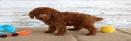 Mixed Breed dogs for sale: Flame - Ad 4