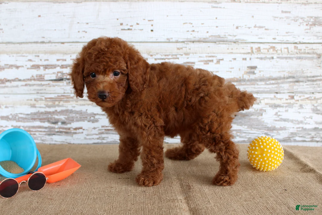 Mixed Breed dogs for sale: Flame - Ad 4