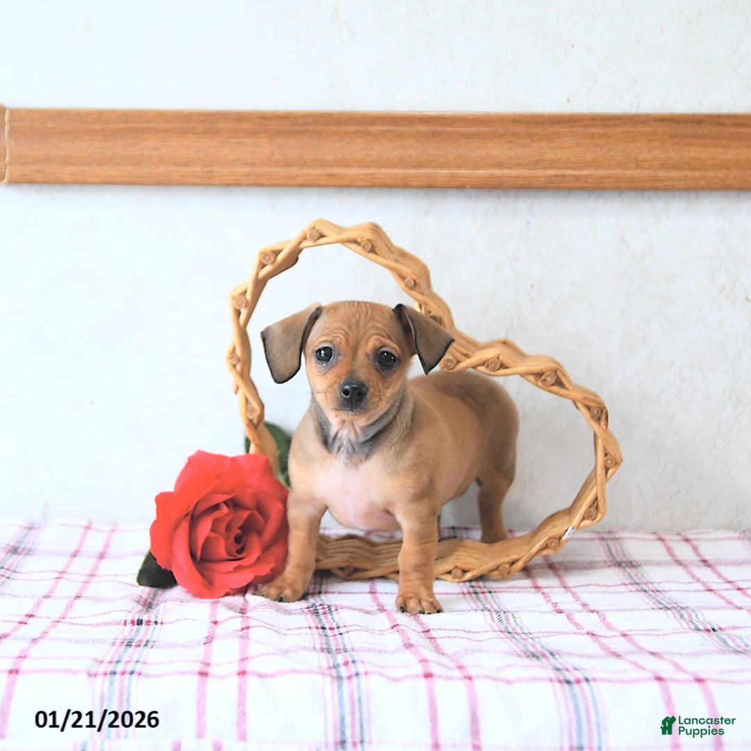 Mixed Breed dogs for sale: Juliet EXTRA SMALL - Ad 4