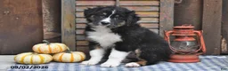 Australian Shepherd dogs for sale: Jet - Ad 1