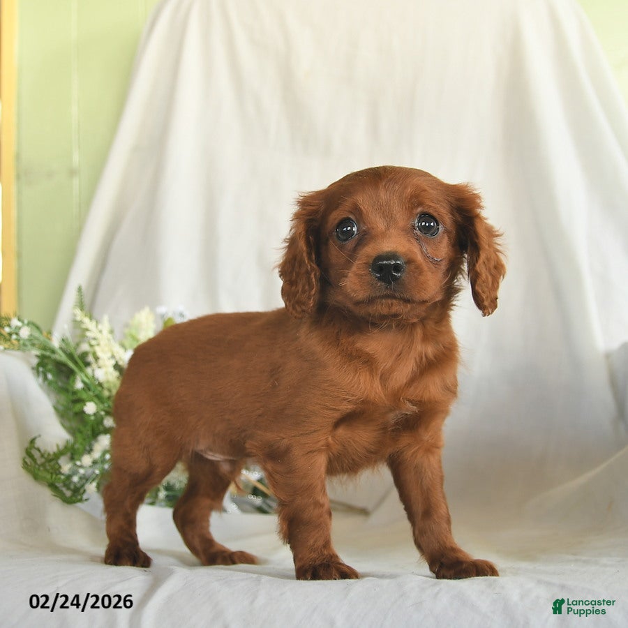 Mixed Breed dogs Chase  - Ad 2