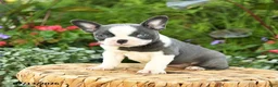Boston Terrier dogs for sale: Amy - Ad 2