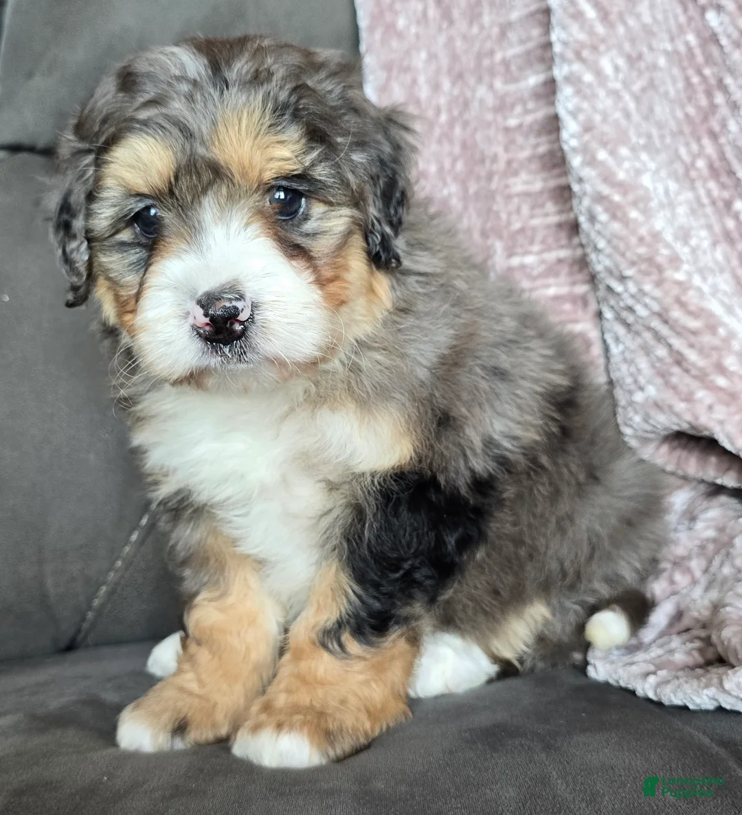 Mini Bernedoodle dogs for sale: Mini Bella - Ad 8