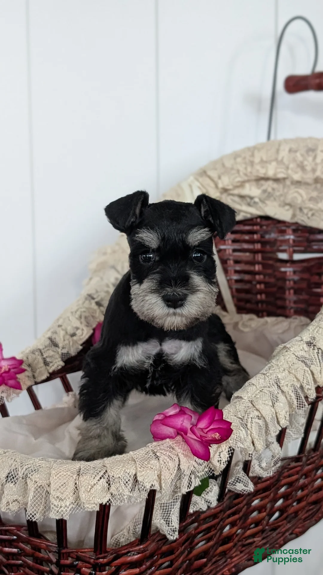 Miniature Schnauzer dogs for sale: Malia - Ad 5