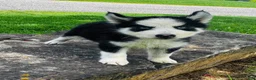 Siberian Husky dogs for sale: Rolex - Ad 16