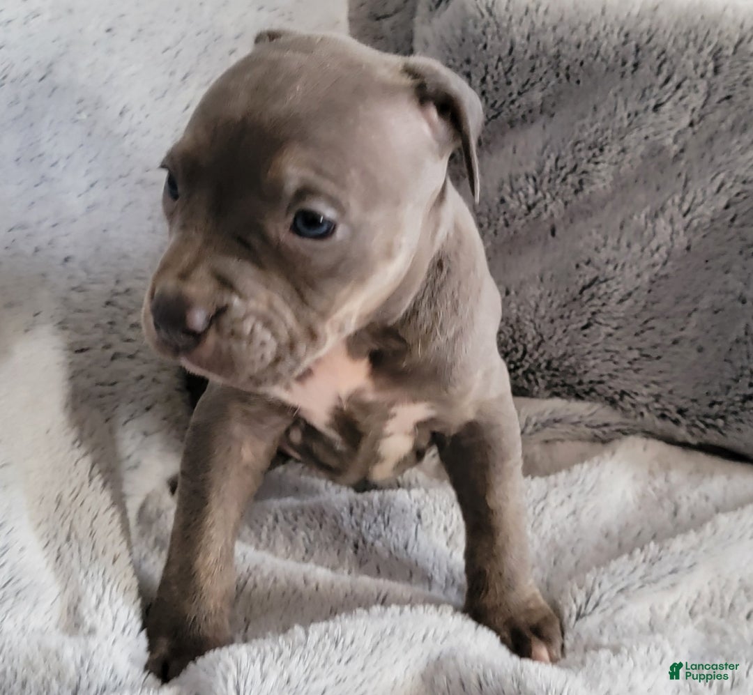 American Bully dogs for sale: Bonnie - Ad 2