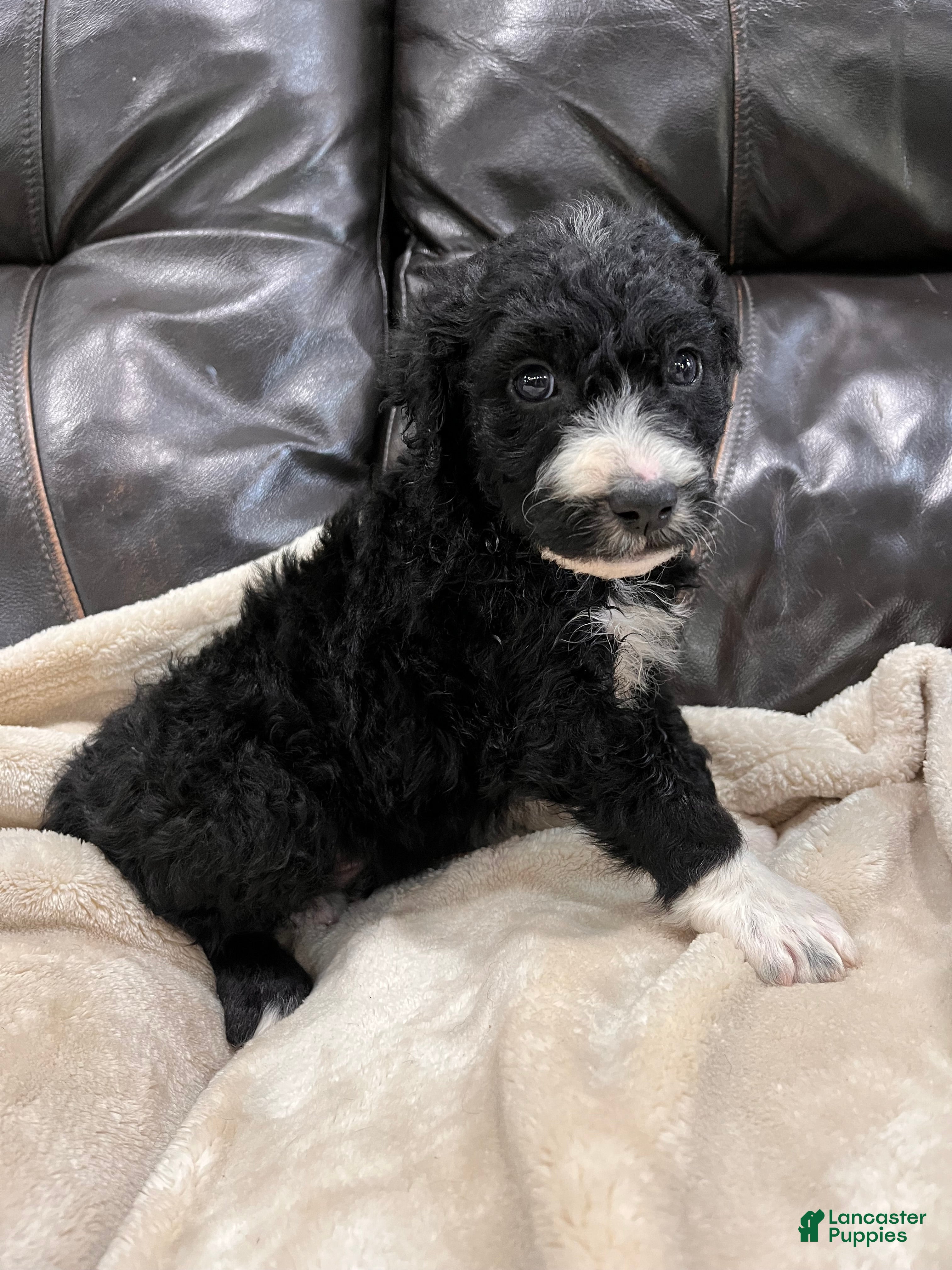 Mixed Breed dogs Boy 6 - Ad 5