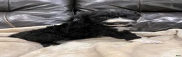 Mixed Breed dogs for sale: Boy 6 - Ad 1