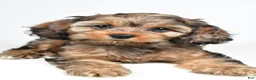 Cockapoo dogs for sale: Hank - Ad 5