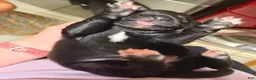 Mixed Breed dogs for sale: M&M - Ad 3