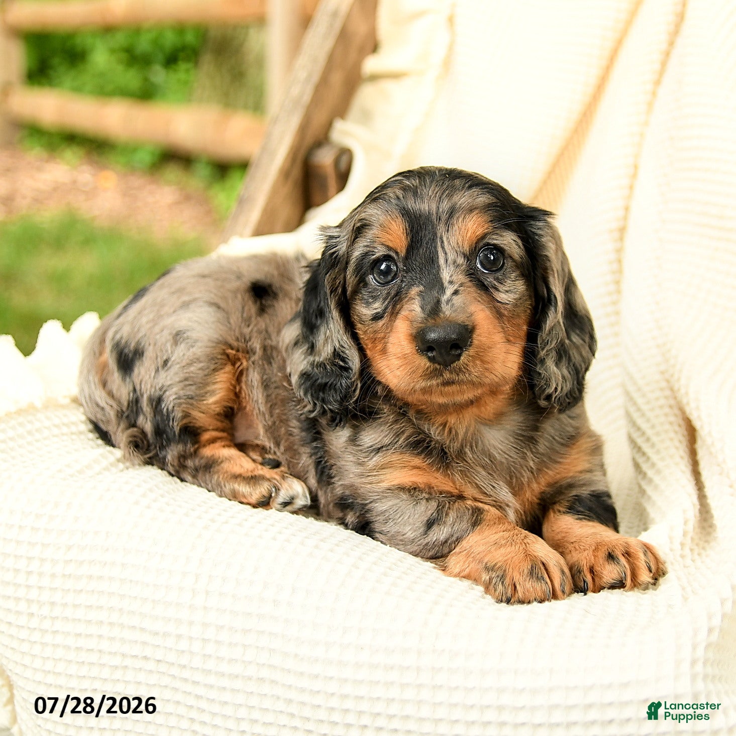Miniature Dachshund dogs Diya - Ad 2