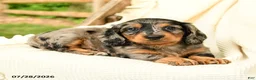 Miniature Dachshund dogs for sale: Diya - Ad 2