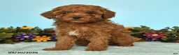 Miniature Poodle dogs for sale: Brittany - Ad 4