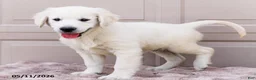 Golden Retriever dogs for sale: Miles - Ad 6