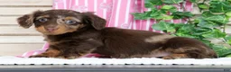 Miniature Dachshund dogs for sale: Luna - Ad 2