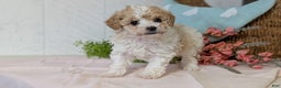 Miniature Poodle dogs for sale: Zoey - Ad 6