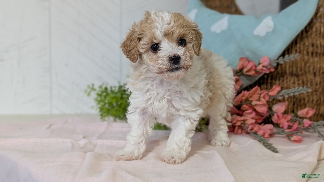 Miniature Poodle dogs for sale: Zoey - Ad 6