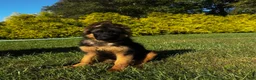 German Shepherd dogs for sale: Baby Blue  - Ad 4
